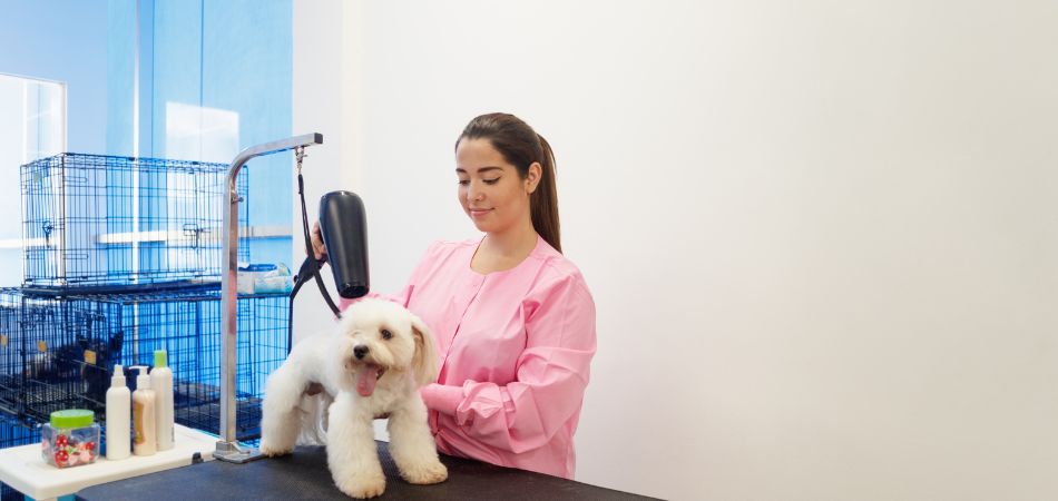 What is the importance of regular veterinary check-ups for pet health?