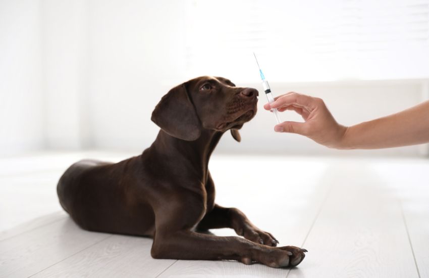 Importance of regular veterinary check-ups for pets