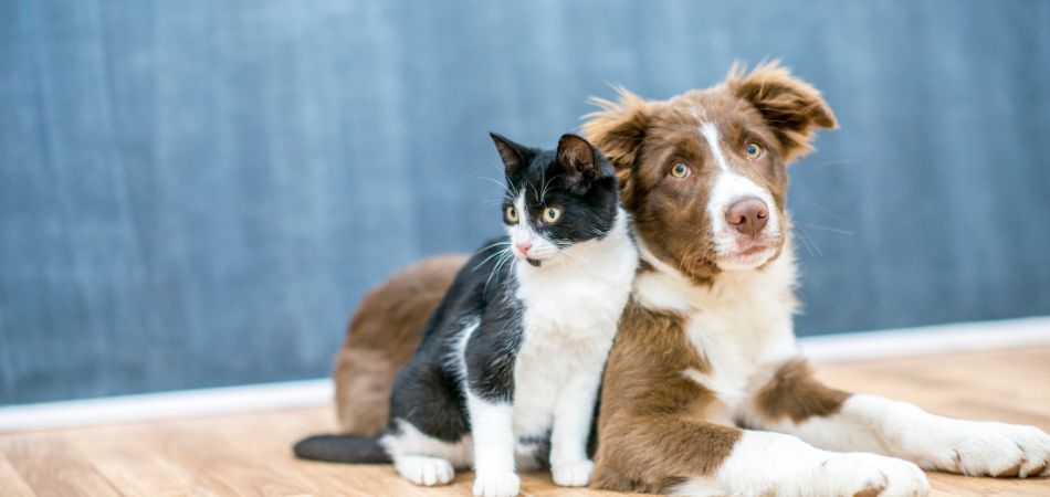 Discover the Secret to Extending Your Pet's Lifespan 