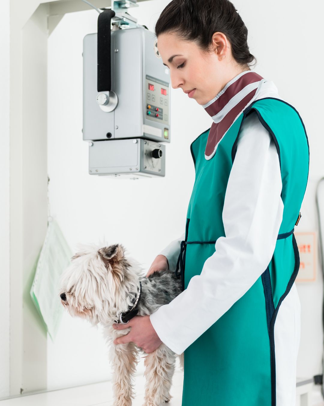 How to safely transport an injured or sick pet to the vet