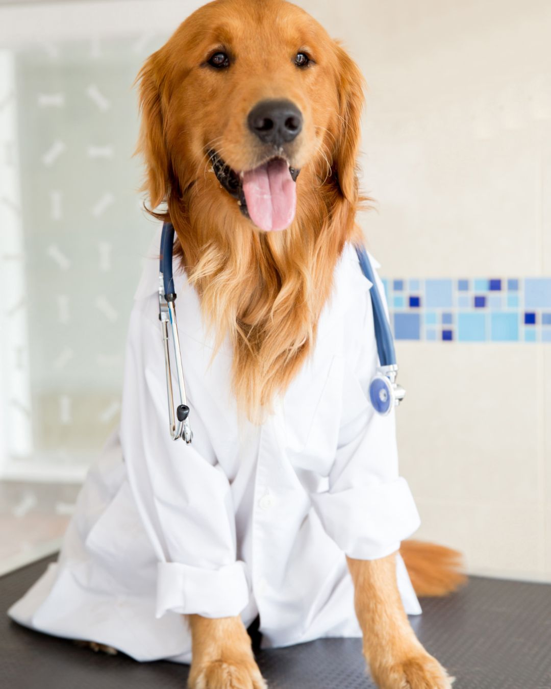 Additional resources for learning more about pet health and wellness