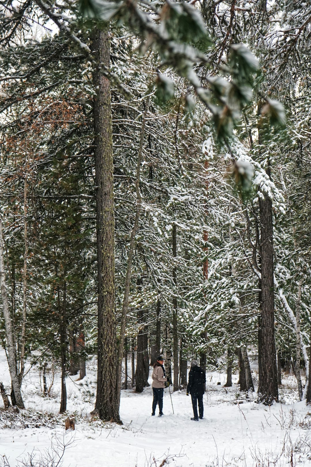 How to Navigate the Process of Marketing Maine Land for Cash