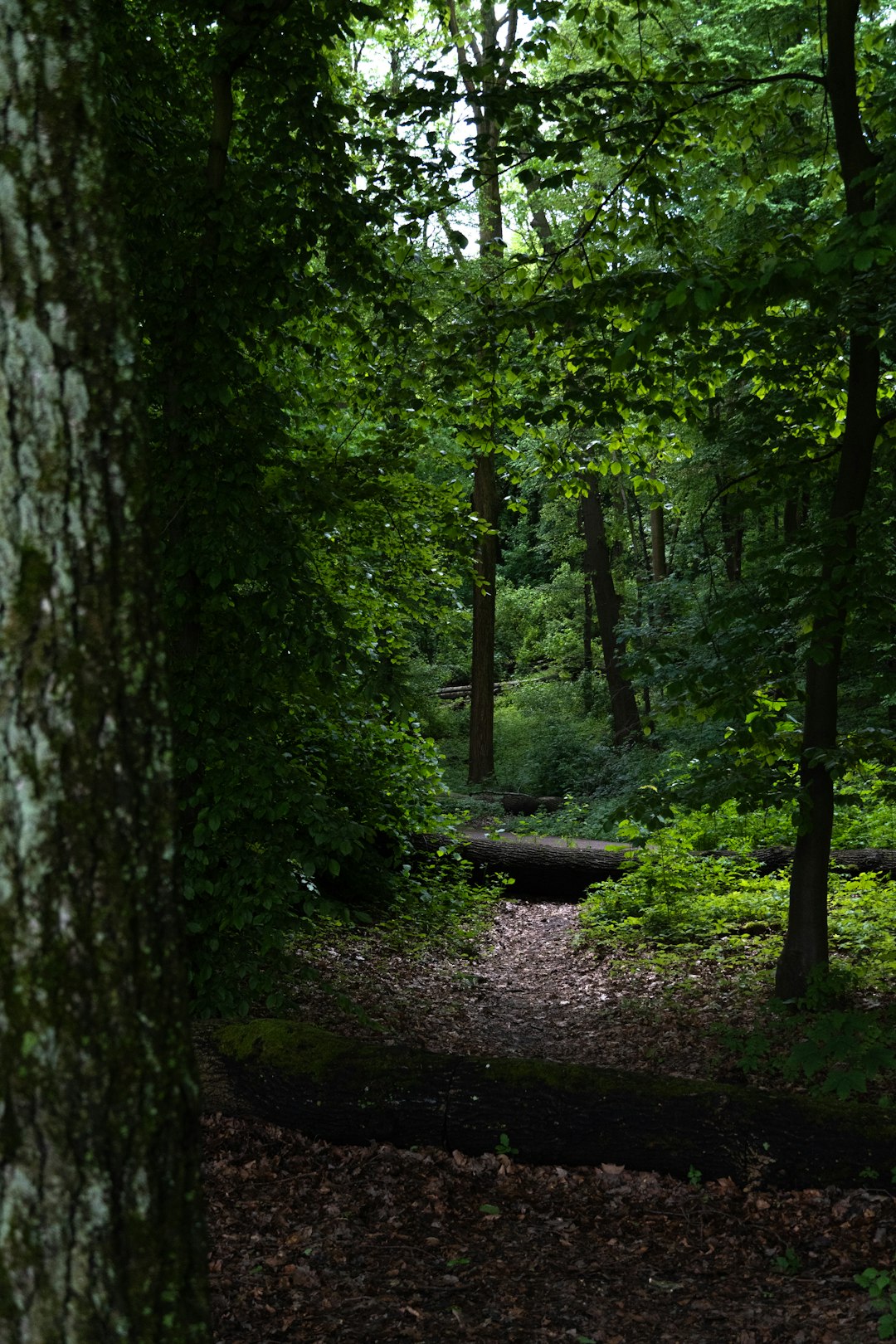 How to Quickly Market Your Michigan Land for Cash