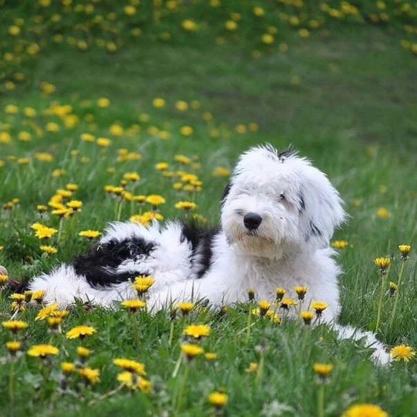 sheepadoodle puppies for sale hermosa beach