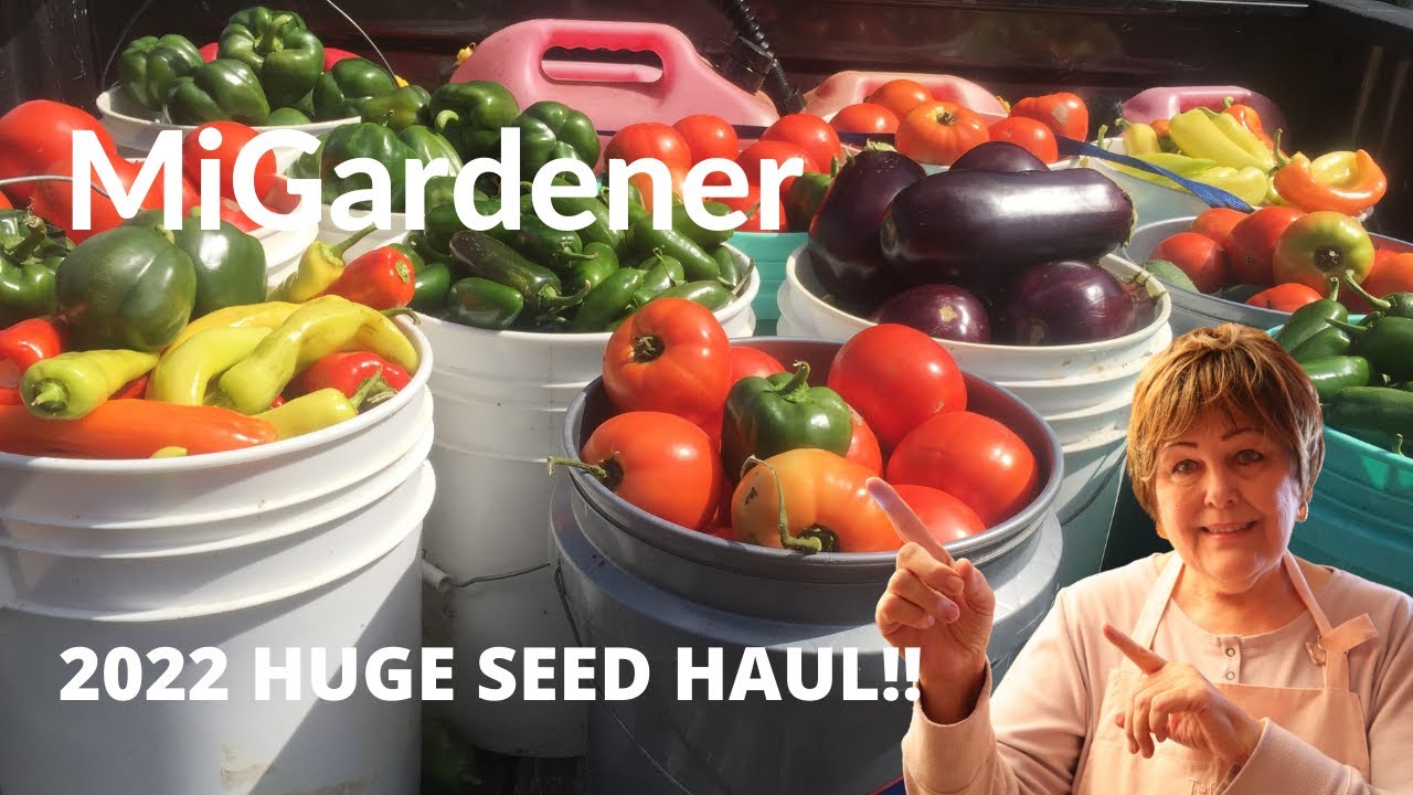how to harvest heirloom seeds