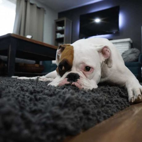 Anderson Carpet Cleaning
