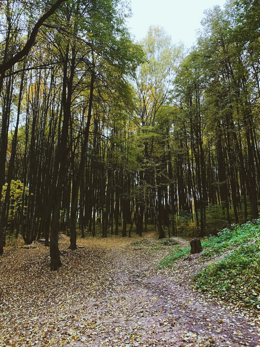 Maine land buyer