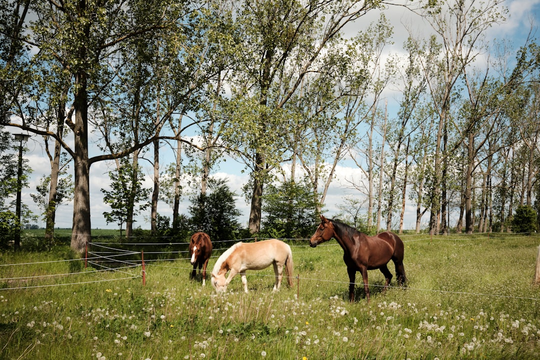 Sell New Hampshire land for cash