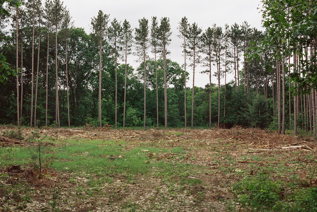 Vacant land auctions in Florida