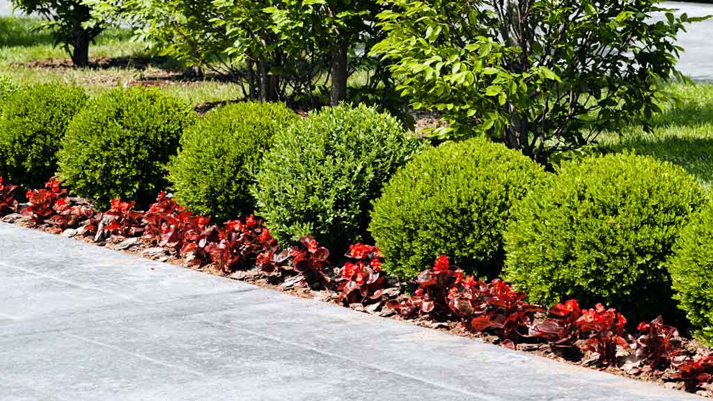 landscaping lawn care near me