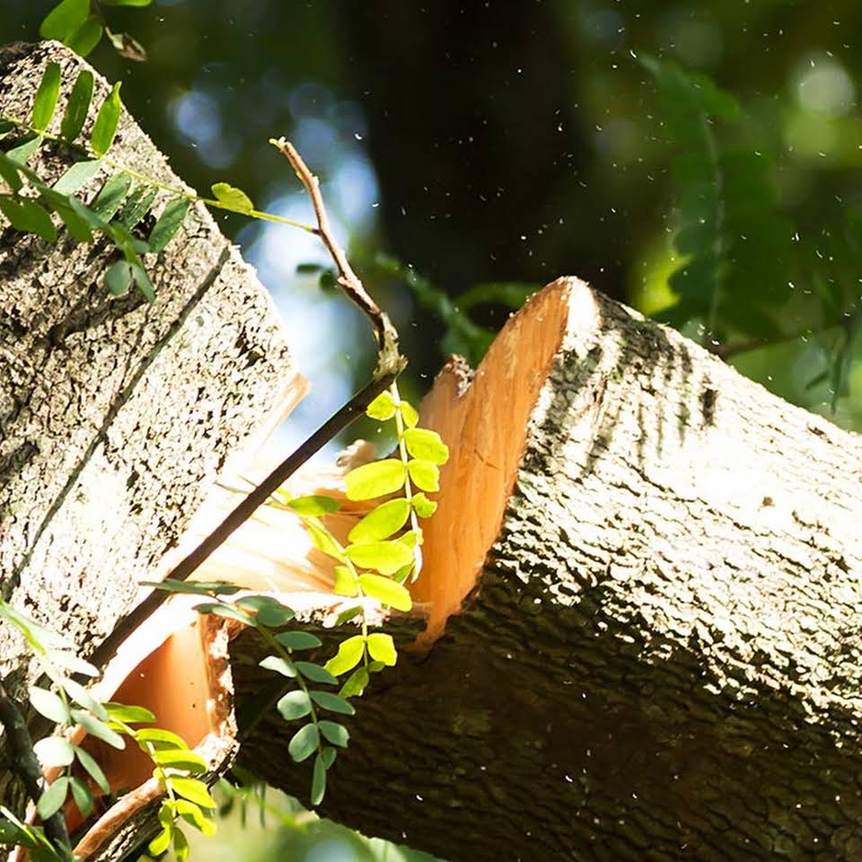 Leeds Tree Services