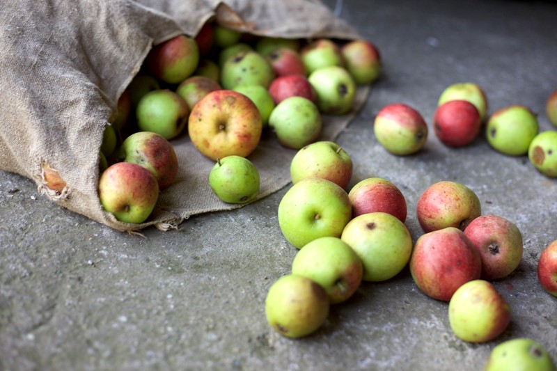 Second Harvest Report: 58% of Canada’s Food Goes to Waste