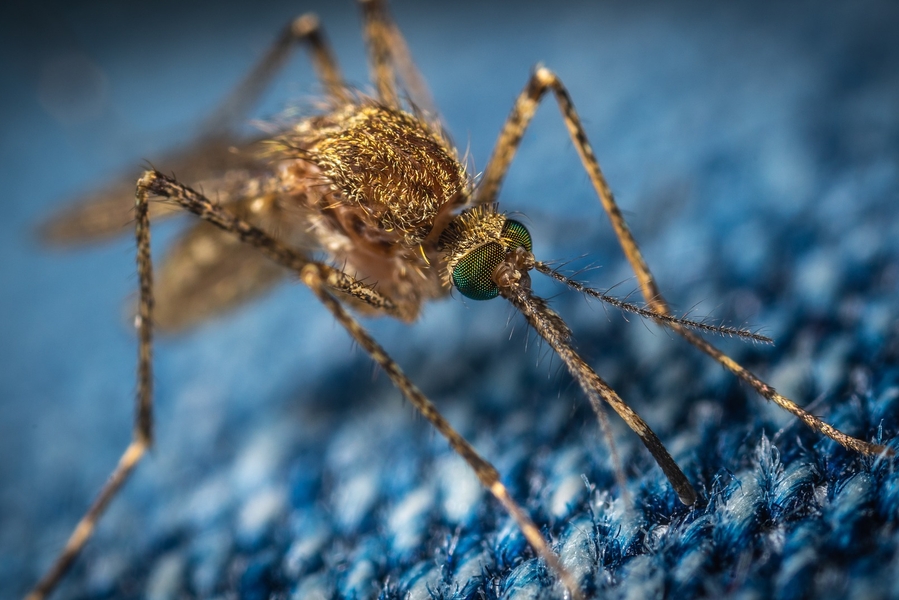 Rocky Mountain spotted fever is spreading Rocky Mountain spotted fever is spreading