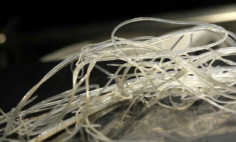 Heartworm cases on the rise Heartworm cases on the rise