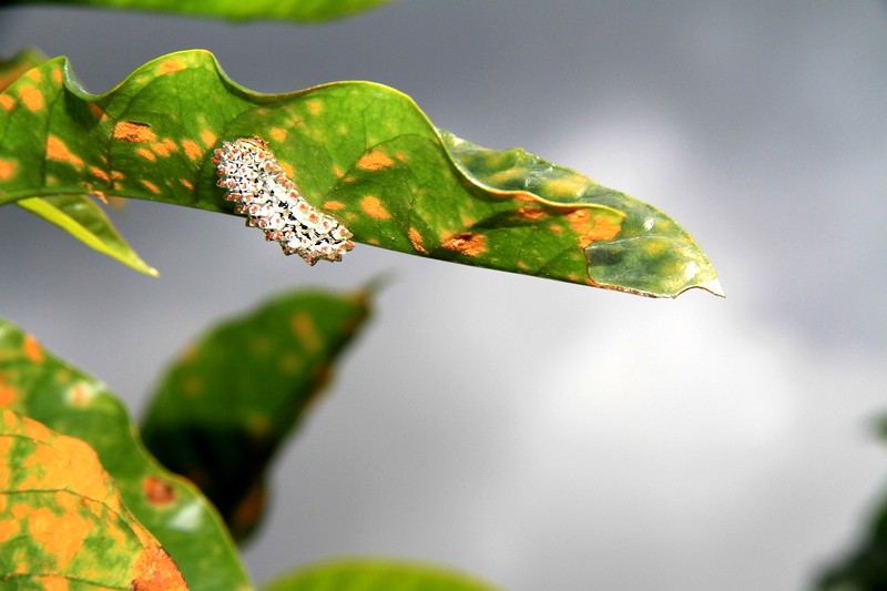 Researchers advance in fight to control fall armyworm