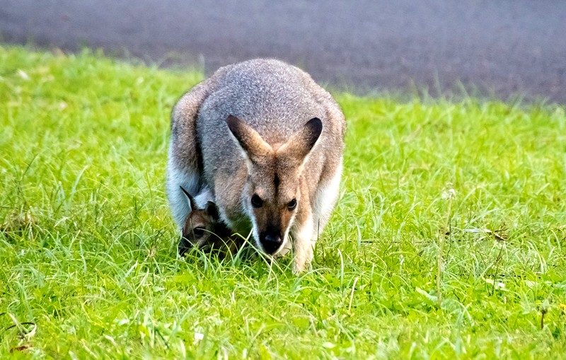 Top tips for Australia trip Top tips for Australia trip