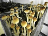 Do Canadians have a constitutional right to magic mushrooms?