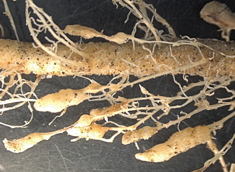 How To Prevent Stunt Nematodes How To Prevent Stunt Nematodes