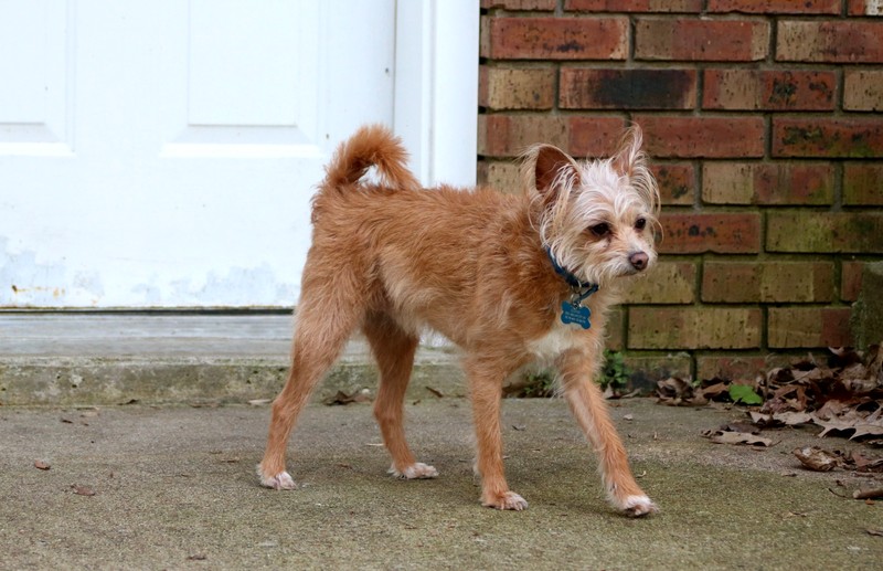 Astonishing Info Regarding Glass Dog Door Exposed