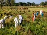 Govt advisory to farmers on harvesting