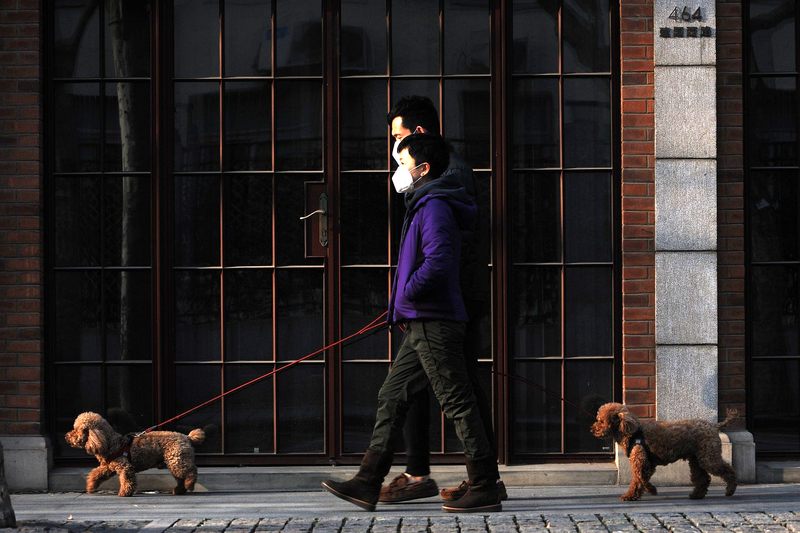 Can my dog or cat catch viruses?
