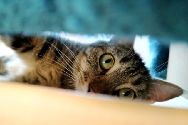 How to Help Your Cat Cope with Thunderstorms