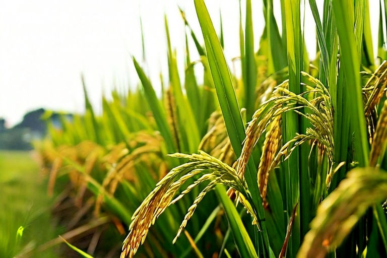 How does machine learning and AI contribute to agriculture? How does machine learning and AI contribute to agriculture?