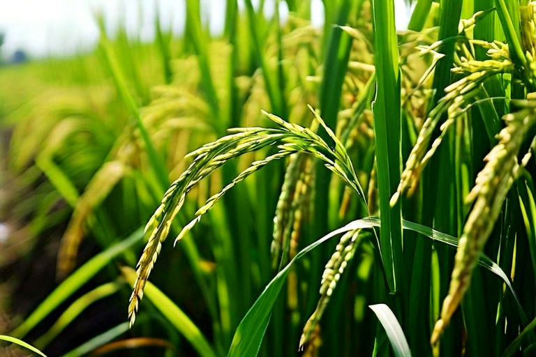 How can we increase crop yield? How can we increase crop yield?