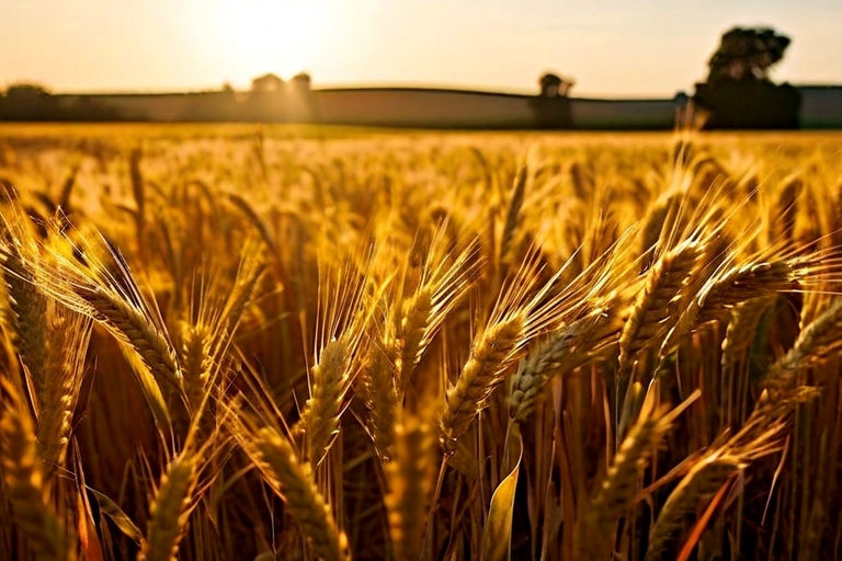 How is wheat harvested and stored?