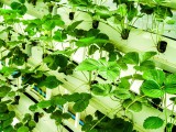 What are the 6 requirements for hydroponics?