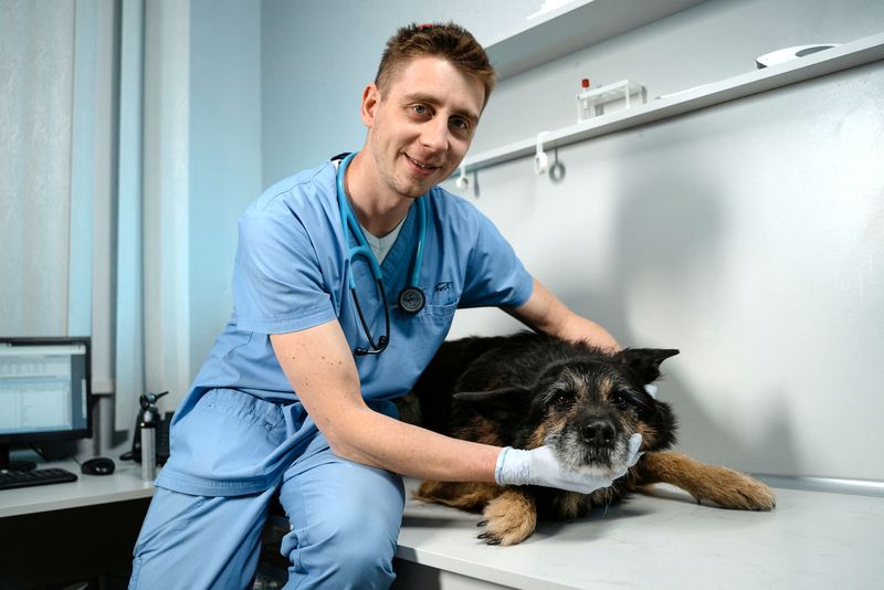 How long do dogs stay sick?