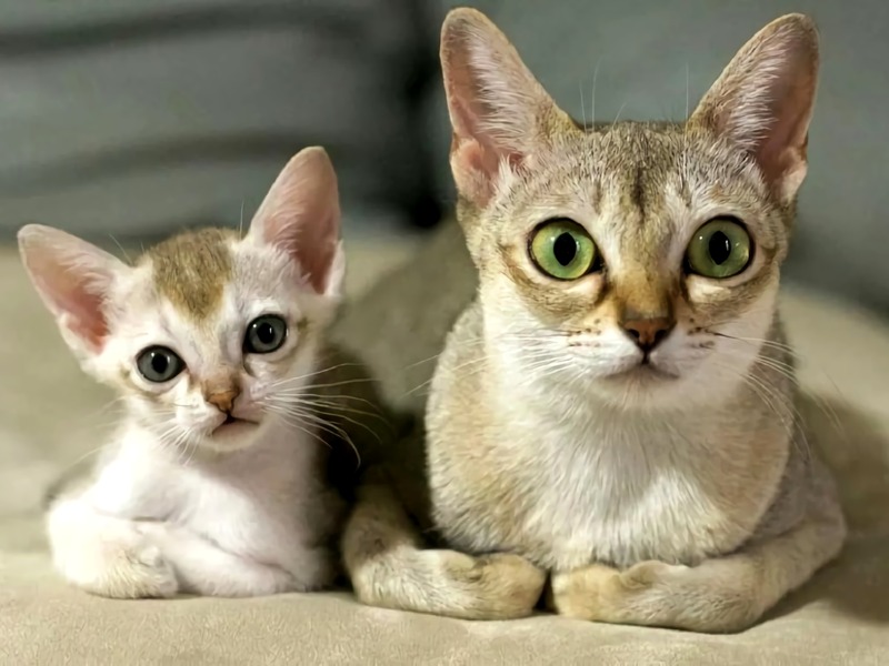 Cat Dental Disease