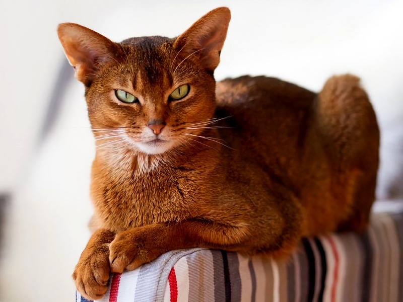 Cat Constipation