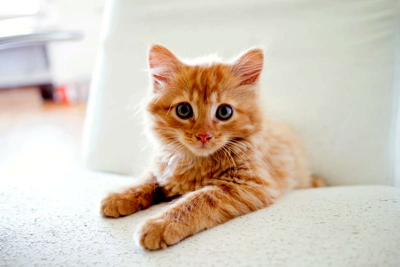 What is the number one killer cat?