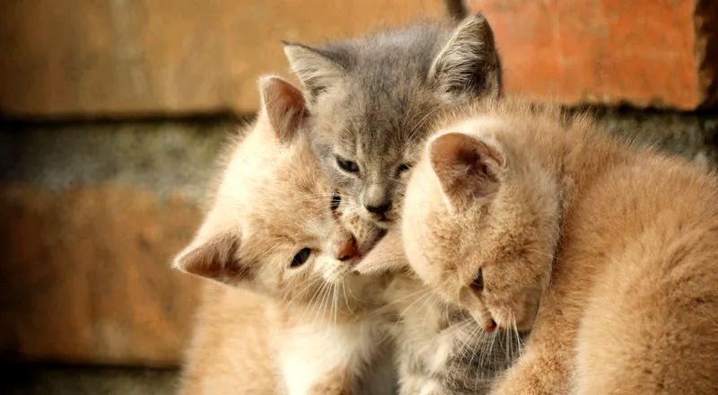 Can breathing in cat hair be harmful?
