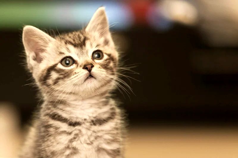 How long can cats with FIV live? How long can cats with FIV live?