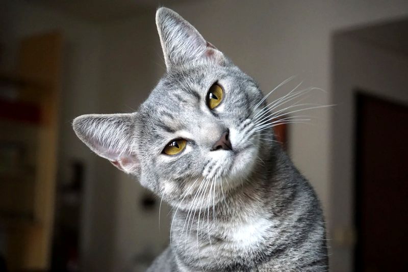 What virus kills cats? What virus kills cats?