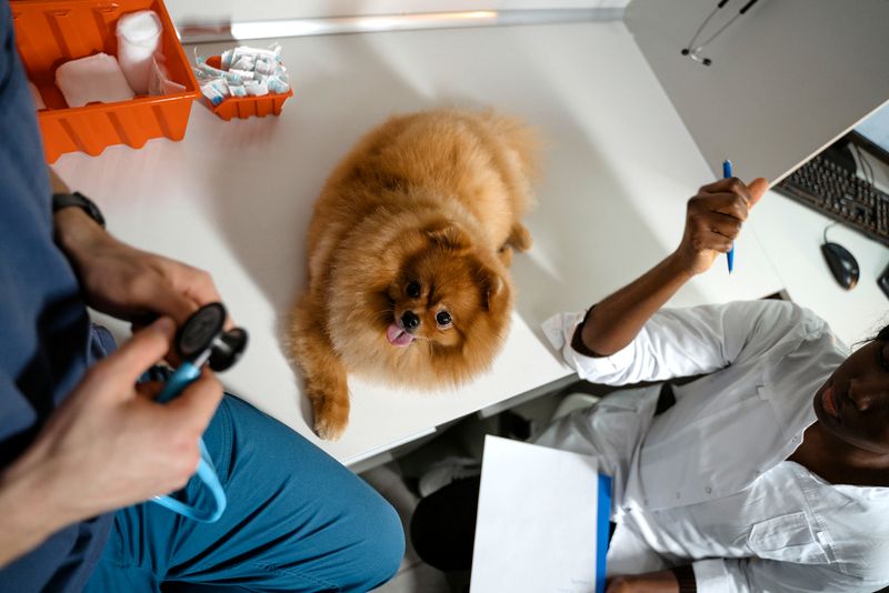 Dog Pancreatitis Dog Pancreatitis