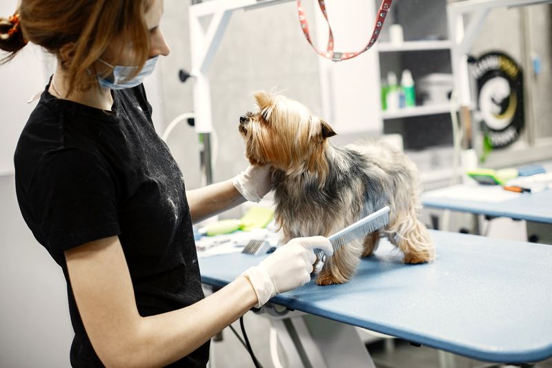 Dog Conjunctivitis Dog Conjunctivitis