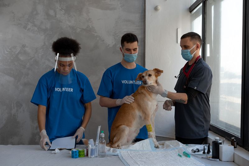 What are 6 diseases dogs can pass to humans? What are 6 diseases dogs can pass to humans?