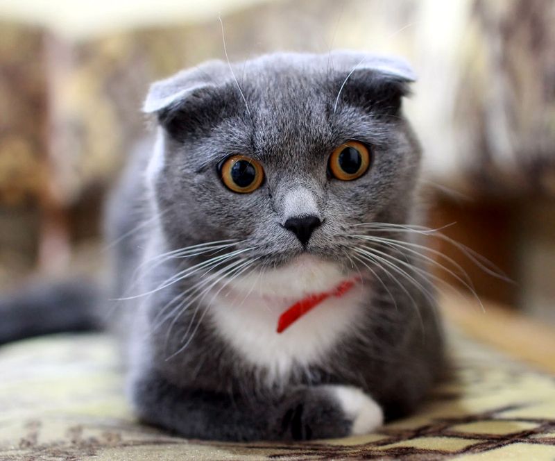 Can cat hair make you sick? Can cat hair make you sick?