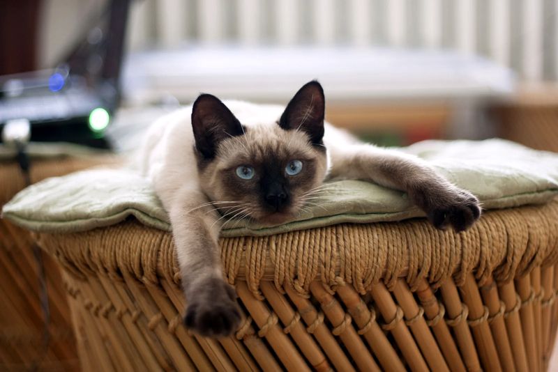 Can cat urine make you sick? Can cat urine make you sick?