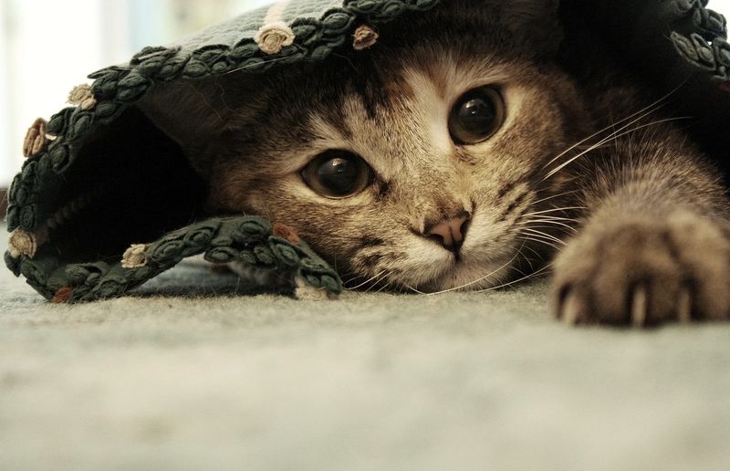 What is common infection in cats? What is common infection in cats?