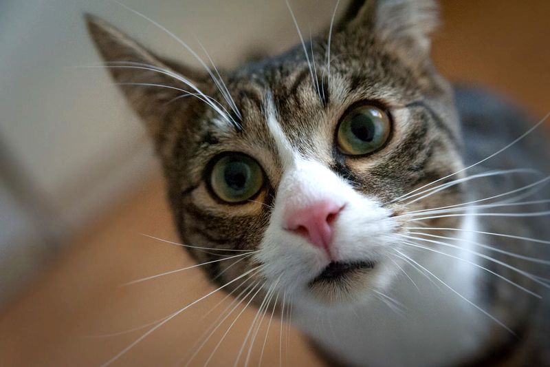Is cat saliva harmful to humans? Is cat saliva harmful to humans?