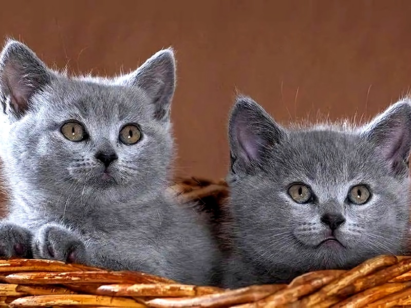Can I vaccinate my cat myself? Can I vaccinate my cat myself?