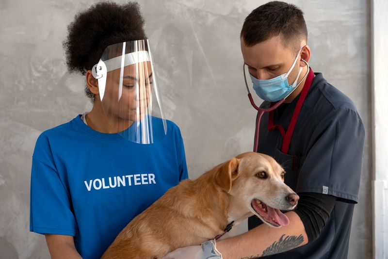 How do you comfort a sick dog? How do you comfort a sick dog?