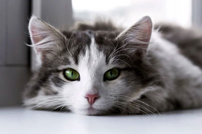 What is the deadliest disease for cats? What is the deadliest disease for cats?