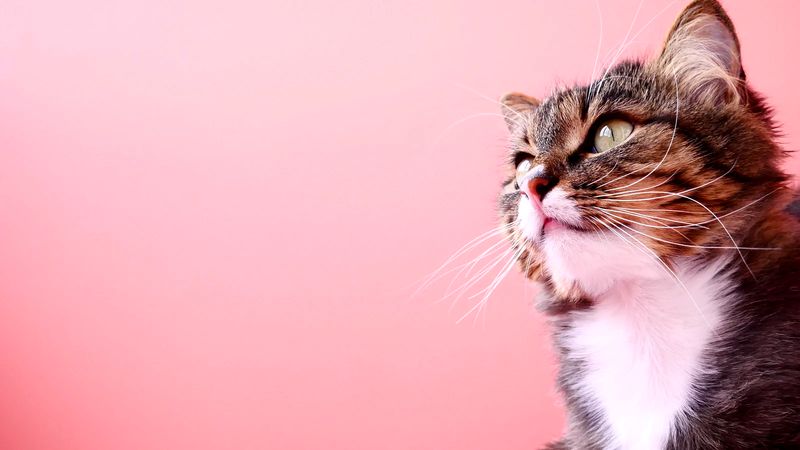 What cat virus has no cure? What cat virus has no cure?