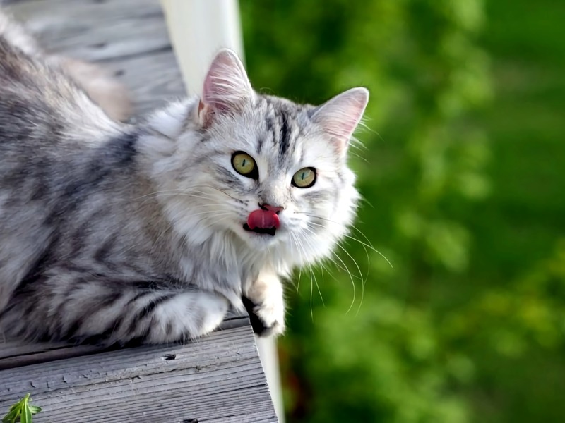 Cat Vomiting, how to help Cat Vomiting, how to help