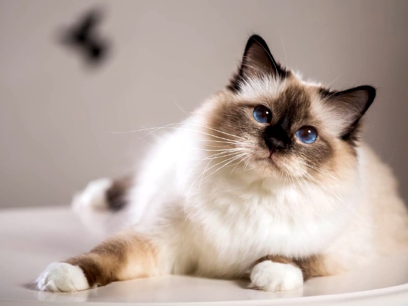 Cat Obesity, how to help Cat Obesity, how to help